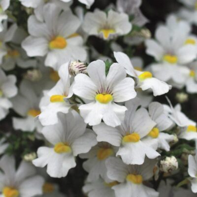 NEMESIA/ELFENSPIEGEL 'SUNSATIA PLUS ANONA' - Afbeelding 2
