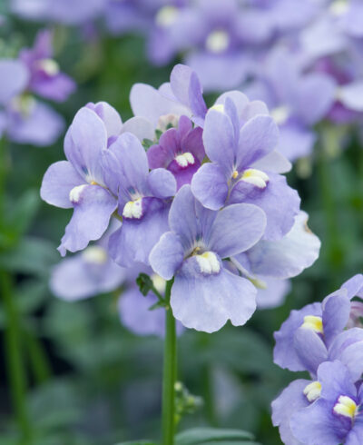 NEMESIA/ELFENSPIEGEL 'MELODY LILAC BLUE'