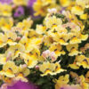 NEMESIA/ELFENSPIEGEL 'NESIA INCA' - Afbeelding 2