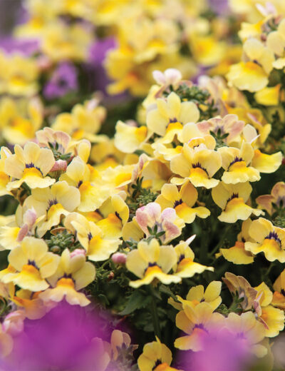 NEMESIA/ELFENSPIEGEL 'NESIA INCA' - Afbeelding 2
