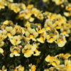 NEMESIA/ELFENSPIEGEL 'NESIA INCA'