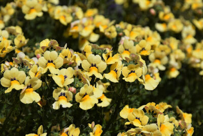 NEMESIA/ELFENSPIEGEL 'NESIA INCA'