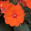 IMPATIENS SUNSPATIENS/VLIJTIG LIESJE ORANGE