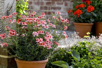 PELARGONIUM 'ANGELEYES ORANGE' - MINI GERANUIMS - Afbeelding 3