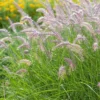 PENNISETUM ORIENTALE 'KARLEY ROSE'/LAMPENPOETSERSGRAS