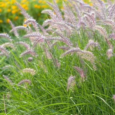PENNISETUM ORIENTALE 'KARLEY ROSE'/LAMPENPOETSERSGRAS