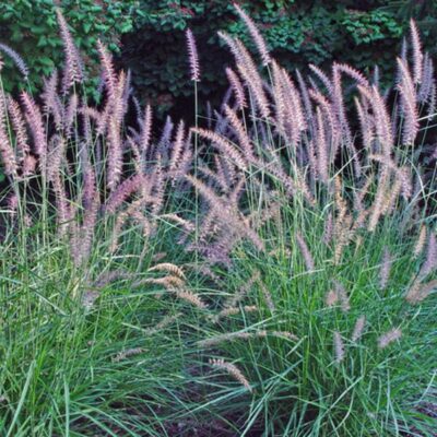 PENNISETUM ORIENTALE 'KARLEY ROSE'/LAMPENPOETSERSGRAS - Afbeelding 2