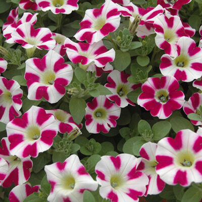 PETUNIA FUN HOUSE PINK BICOLOR