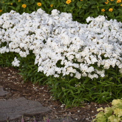 PHLOX 'OPENING ACT WHITE'/VLAMBLOEM - Afbeelding 2