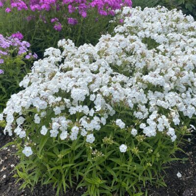 PHLOX 'OPENING ACT WHITE'/VLAMBLOEM - Afbeelding 3