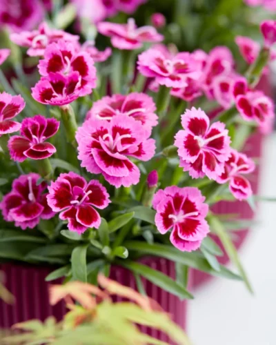 DIANTHUS CARYOPHYLLUS/TUINANJER PICTURE PERFECT