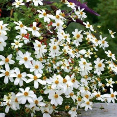 BIDENS/TANDZAAD 'PIRATE'S PEARL'