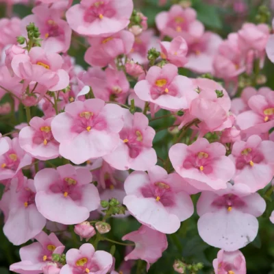 DIASCIA/ELFENSPOOR ROSE