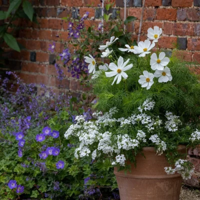 COSMOS BIPANNATUS ‘SONATA WHITE’/COSMOS - Afbeelding 3