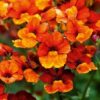 NEMESIA/ELFENSPIEGEL 'SUNSATIA PLUS CLEMENTINE'