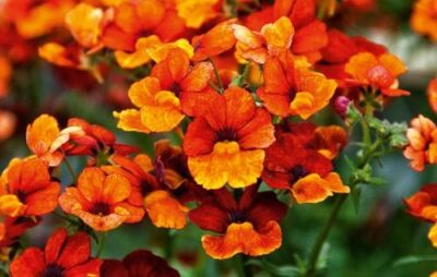 NEMESIA/ELFENSPIEGEL 'SUNSATIA PLUS CLEMENTINE'
