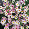NEMESIA/ELFENSPIEGEL 'SUNSATIA PLUS LYCHEE'