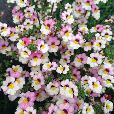 NEMESIA/ELFENSPIEGEL 'SUNSATIA PLUS LYCHEE'