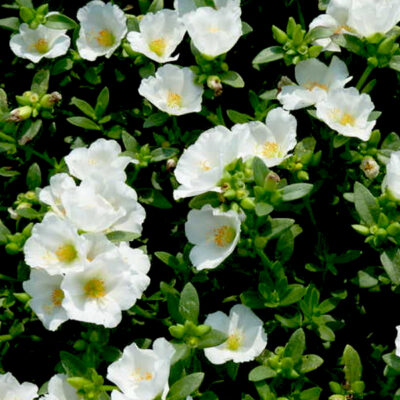 PORTULACA GRANDIFLORA/PORTULAK, POSTELEIN 'PAZZAZ WHITE'
