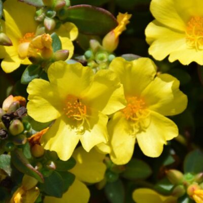 PORTULACA GRANDIFLORA/PORTULAK, POSTELEIN 'NANO YELLOW' - Afbeelding 2