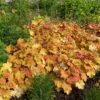 HEUCHERA 'CARAMEL'/PURPERKLOKJE - Afbeelding 2