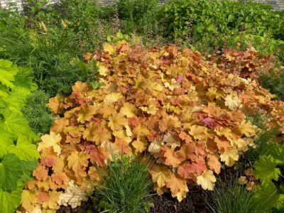 HEUCHERA 'CARAMEL'/PURPERKLOKJE - Afbeelding 2