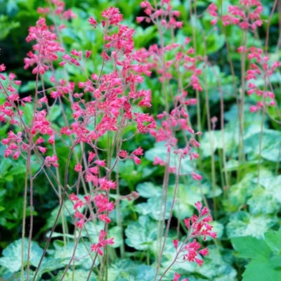 HEUCHERA SANGUINEA/PURPERKLOKJE