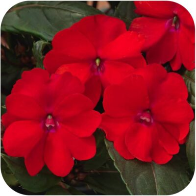 IMPATIENS SUNSPATIENS/VLIJTIG LIESJE RED