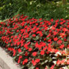 IMPATIENS SUNSPATIENS/VLIJTIG LIESJE RED - Afbeelding 2