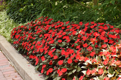 IMPATIENS SUNSPATIENS/VLIJTIG LIESJE RED - Afbeelding 2