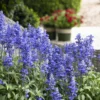SALVIA FARINACEA 'DEEP OCEAN'/SALIE