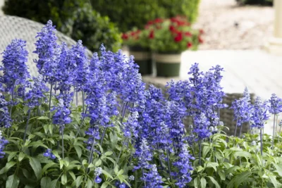 SALVIA FARINACEA 'DEEP OCEAN'/SALIE