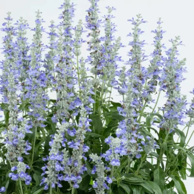 SALVIA FARINACEA 'BlUE ICE'/SALIE