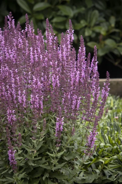 SALVIA NEMOROSA 'APEX PINK'/SALIE