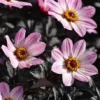DAHLIA HAPPY DAYS PINK - Afbeelding 3