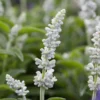 SALVIA FARINACEA 'PURE WHITE'/SALIE - Afbeelding 2