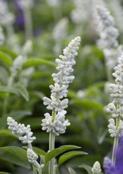 SALVIA FARINACEA 'PURE WHITE'/SALIE - Afbeelding 2