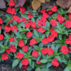 IMPATIENS SUNSPATIENS/VLIJTIG LIESJE RED - Afbeelding 3