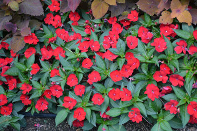 IMPATIENS SUNSPATIENS/VLIJTIG LIESJE RED - Afbeelding 3