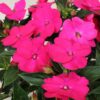 IMPATIENS SUNSPATIENS/VLIJTIG LIESJE ROSE