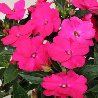 IMPATIENS SUNSPATIENS/VLIJTIG LIESJE ROSE
