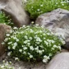 SAGINA SUBULATA/PRIEMVETMUUR