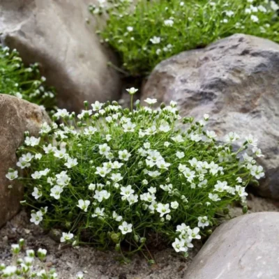 SAGINA SUBULATA/PRIEMVETMUUR