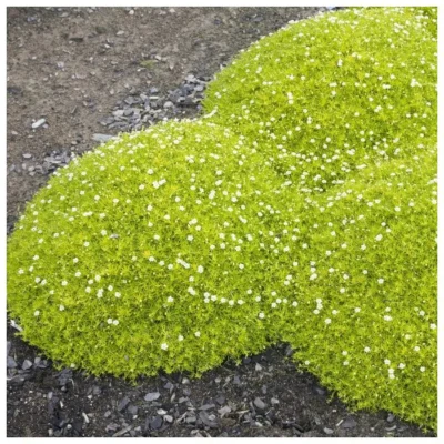 SAGINA SUBULATA 'AUREA'/PRIEMVETMUUR