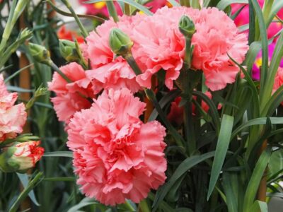 DIANTHUS CARYOPHYLLUS/TUINANJER SUNCHARM SALMON