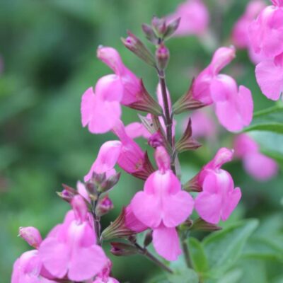 SALVIA MICROPHYLLA 'SALVINIO PINK'/SALIE