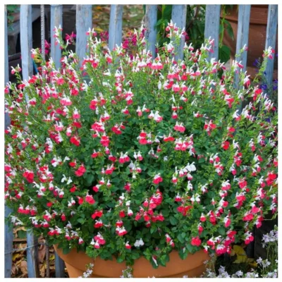 SALVIA MICROPHYLLA 'HOT LIPS'/SALIE - Afbeelding 3
