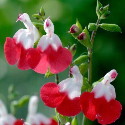SALVIA MICROPHYLLA 'HOT LIPS'/SALIE - Afbeelding 4