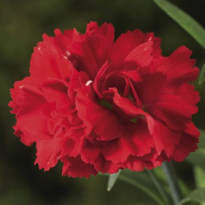 DIANTHUS CARYOPHYLLUS/TUINANJER SUNCHARM SCARLET
