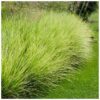 SESLERIA AUTUMNALIS/BLAUWGRAS